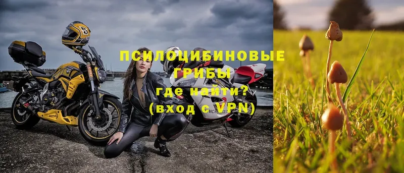 Псилоцибиновые грибы MAGIC MUSHROOMS  Павлово 